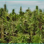 r40bn opportunity for hemp industrialisation in so