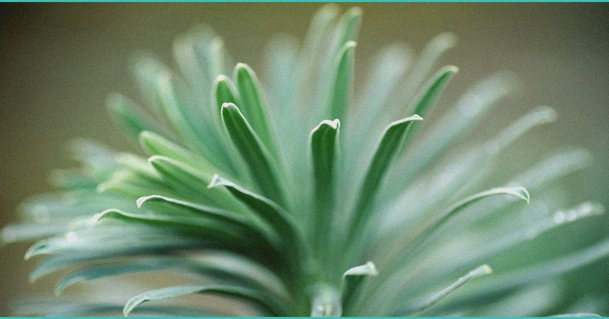 rapid dose therapeutics advances b cannabinoid b