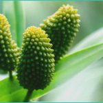 relax babe cbd gummies a practical look at their
