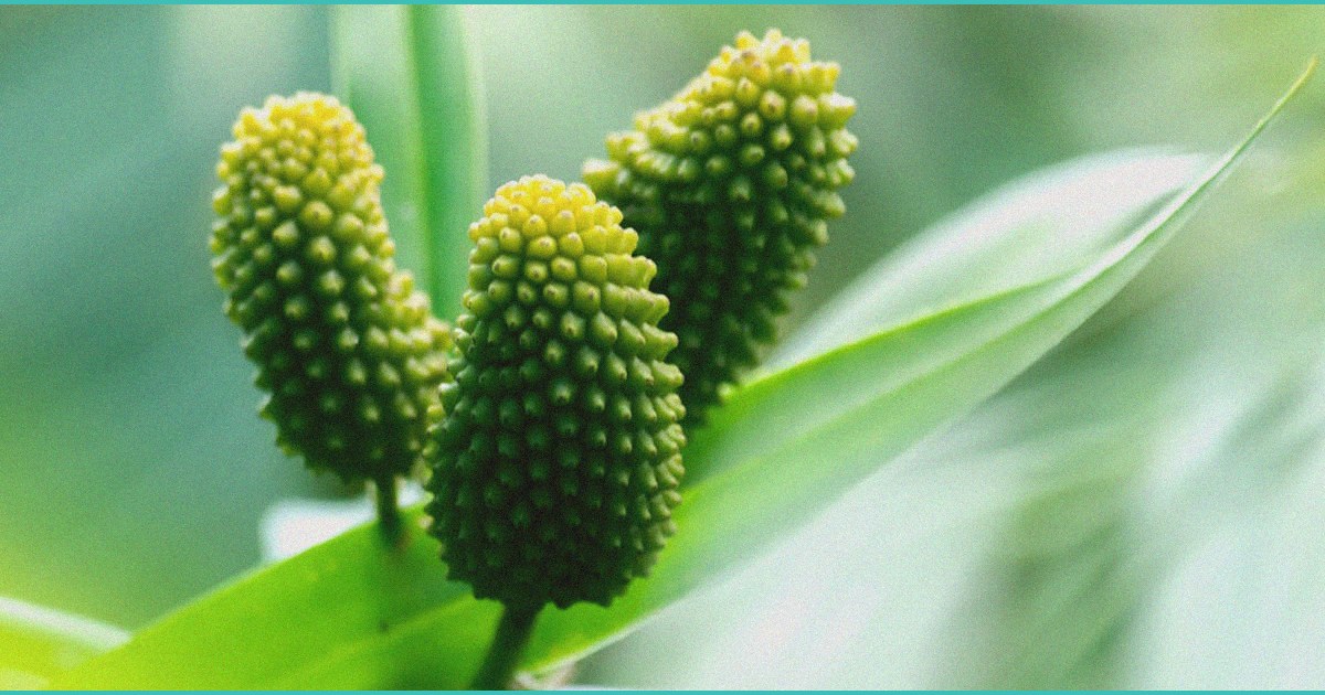 relax babe cbd gummies a practical look at their