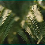 researcher remediated b cannabis b may still h