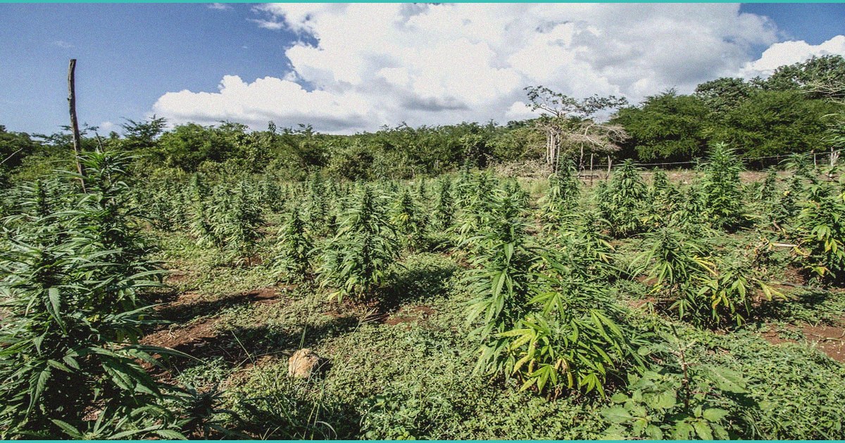 sa risks missing r40bn hemp industry opportunity w