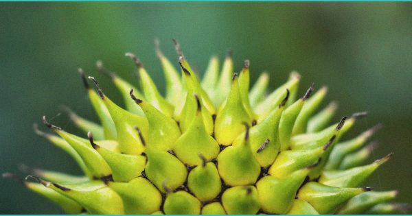 Seniors Being Used As CBD Guinea Pigs In CMS Program? – Yahoo Finance