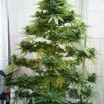 Should I post this here or on r/marijuanaenthusiasts?
