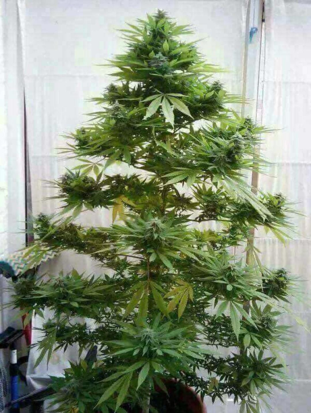 Should I post this here or on r/marijuanaenthusiasts?