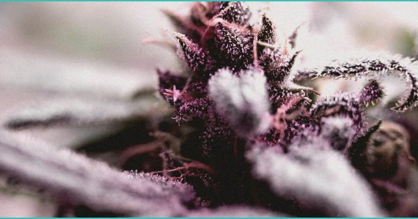 Smart Approach to Marijuana Files Lawsuit to Block Medicare’s CBD "Shortcut" – Newswire