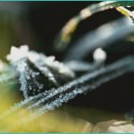 study cbd may increase thc levels in blood when c