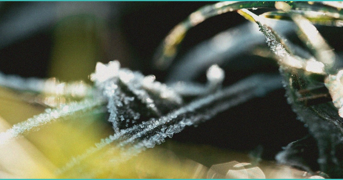 study cbd may increase thc levels in blood when c