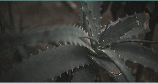 Taylor et al – 2017 – Comparison of cannabinoids in hair with self-reported cannabis consumption in heavy light