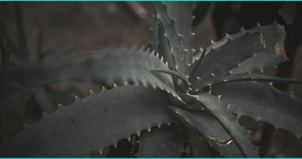 taylor et al 2017 comparison of cannabinoids i