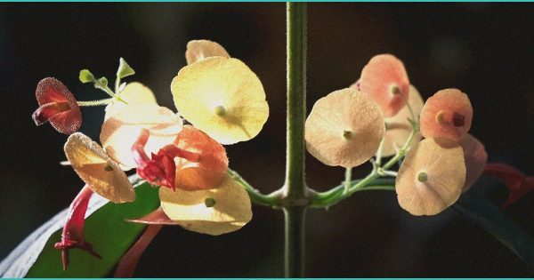 Tenet Healthcare, Revvity, Avantor, Azenta, and Elanco Shares Plummet, What You Need To Know