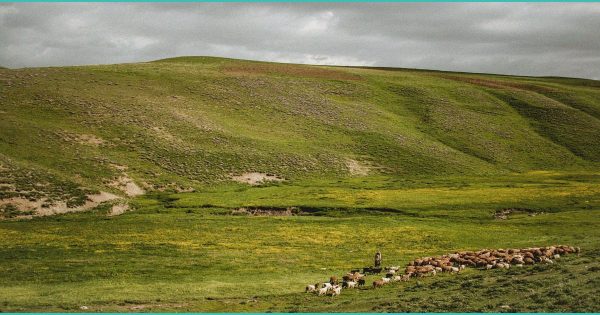 Texas hemp businesses in limbo awaiting final decision on new rules that hike fees 13000%