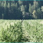 texas hemp businesses sue state over new ban on sm 1