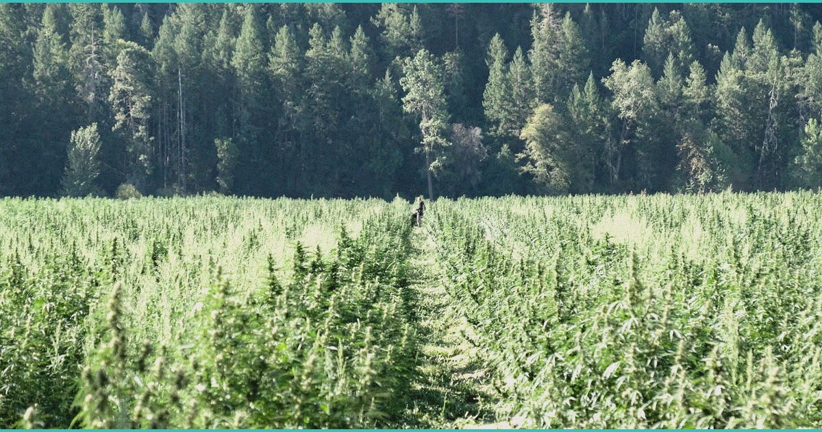texas hemp businesses sue state over new ban on sm 1