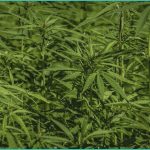 texas hemp businesses sue state over new ban on sm