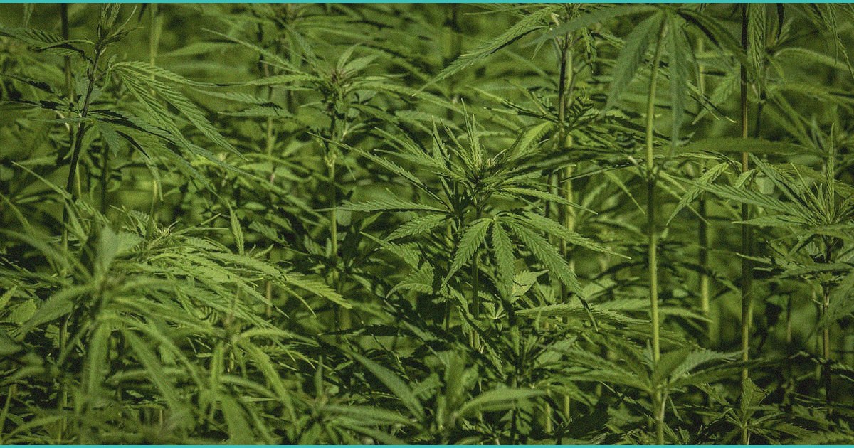 texas hemp businesses sue state over new ban on sm