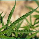 texas hemp companies sue over smokable cannabis ba