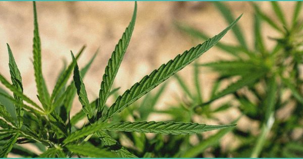 Texas hemp companies sue over smokable cannabis ban and higher fees – KUT 90.5