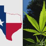 Texas Judge Pauses New Rules Banning Hemp Products Like Smokable THCA Flower Amid Legal Challenge From Industry