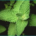 thc rules may make legit shops illicit again pre