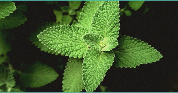 THC rules may make legit shops illicit again – PressReader