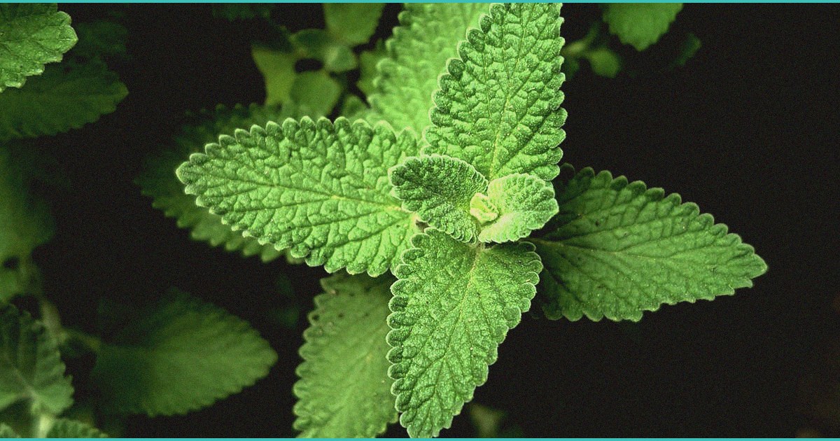 thc rules may make legit shops illicit again pre