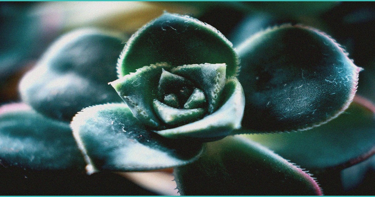 the coming divide in b cannabis b why the u s 1