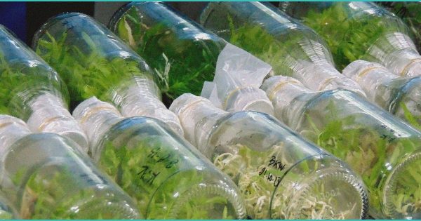 the coming divide in b cannabis b why the u s