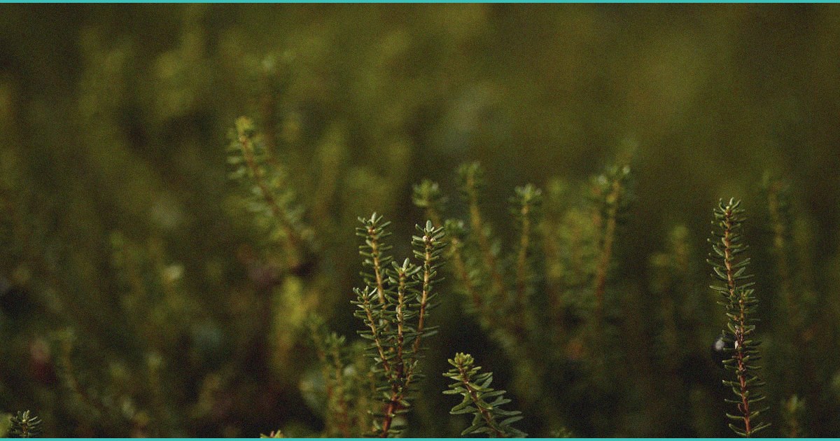 three kids take thc gummies at eagles landing midd