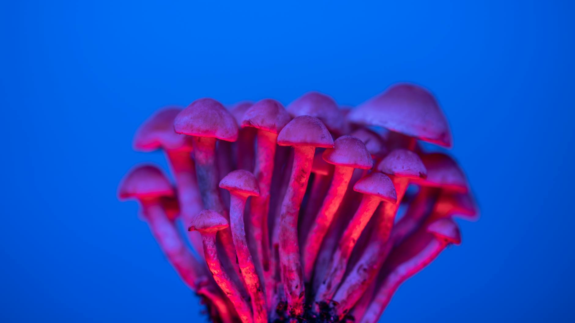 Editorial image for Psilocybin mushrooms are going mainstream, but scientific research and regulation lag behind