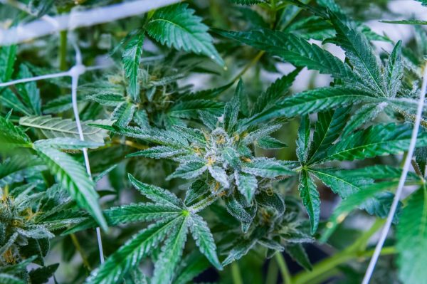 An Edibles Rotation Worth Keeping: Rare Cannabinoid Company Review