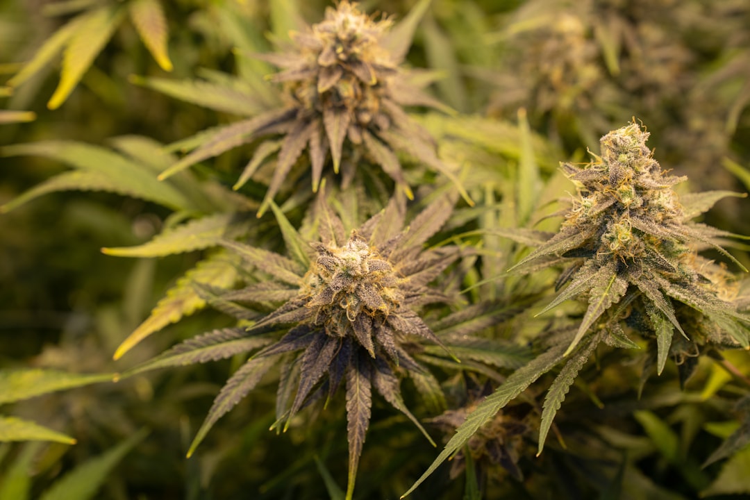 Editorial image for OE-CBD - Bede BD-5B Micro [1384] - Flightradar24