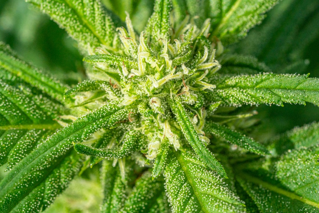 Editorial image for Navigating Cannabis and Cannabinoid Use in Today's Clinical Practice - YouTube