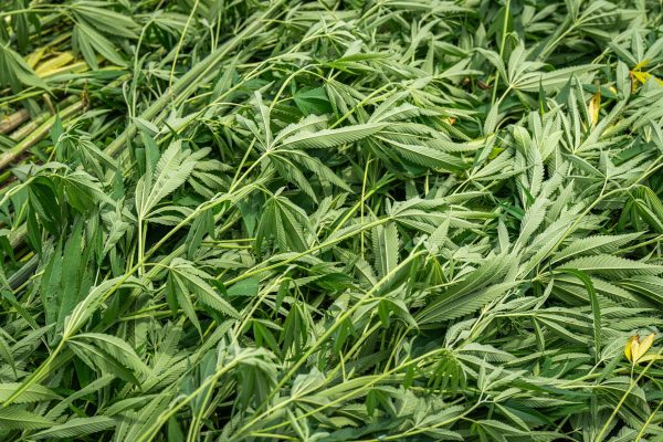 Industrial hemp reemerges as alternative – Ag UPDATE