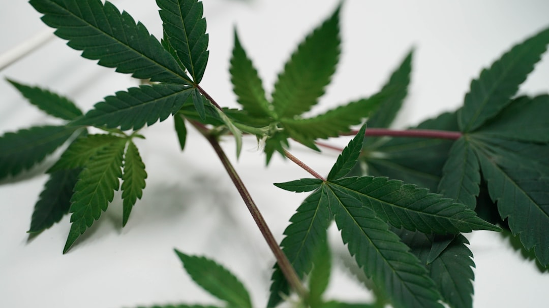 Editorial image for Scientists are investigating whether certain compounds found in Cannabis may help ... - Facebook