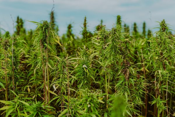 CED Clinic: Personalized Cannabis Medicine 201 Senate holds hearing on agricultural production costs amid oil price hikes | April 8, 2026