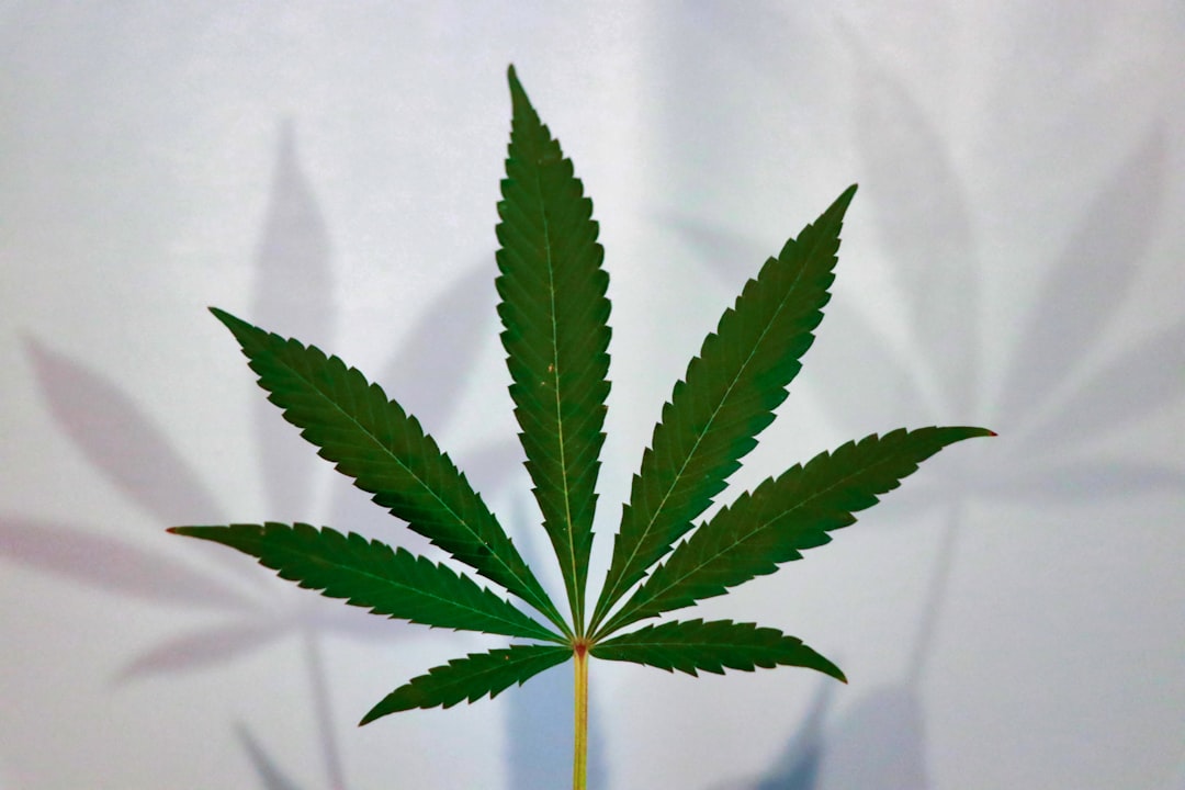 Editorial image for Does cannabis legalization actually lead to better health? - The Afternoon Story