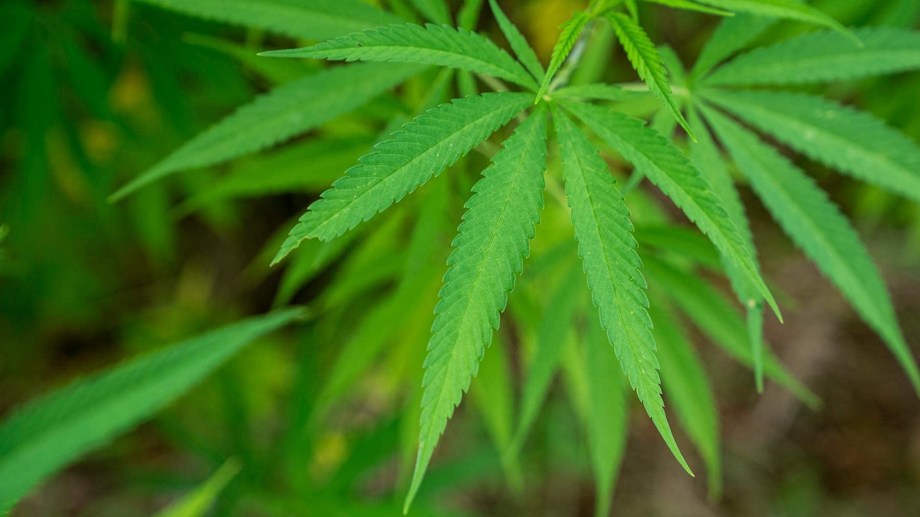 Editorial image for North Carolina Governor Endorses Adult-Use Cannabis Market Proposed by Council