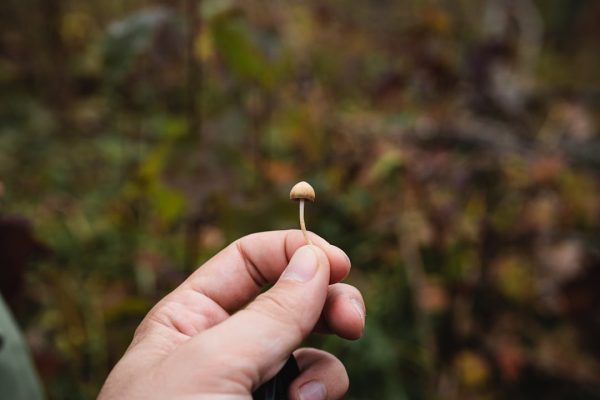 Psilocybin mushrooms are going mainstream, but scientific research and regulation lag behind
