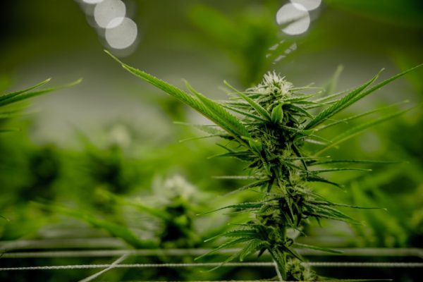 Major UC San Diego study links marijuana use to slower cognitive development in teens