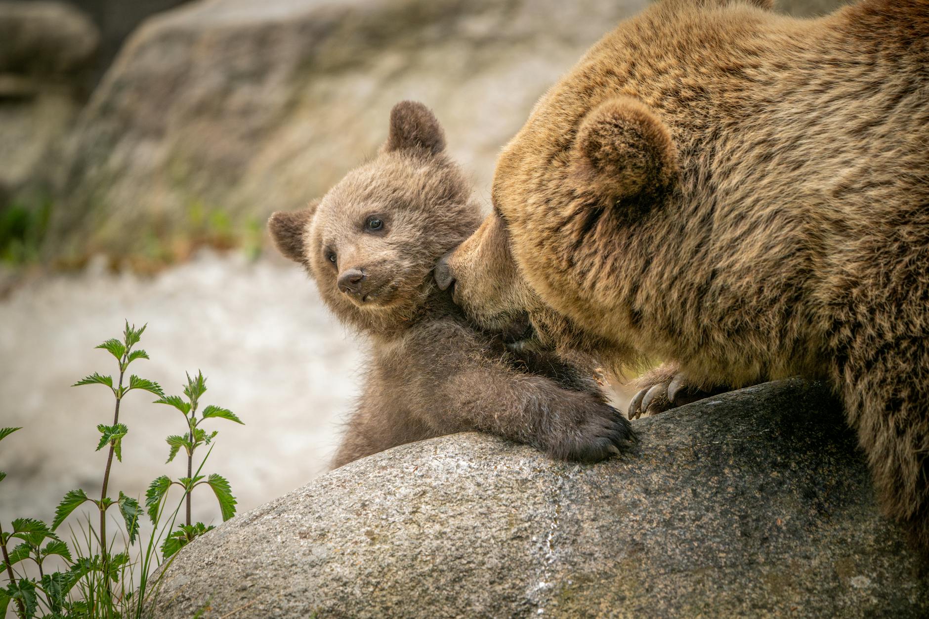 Editorial image for Bear cubs orphaned after mother shot in rural Manitoba | Watch - MSN