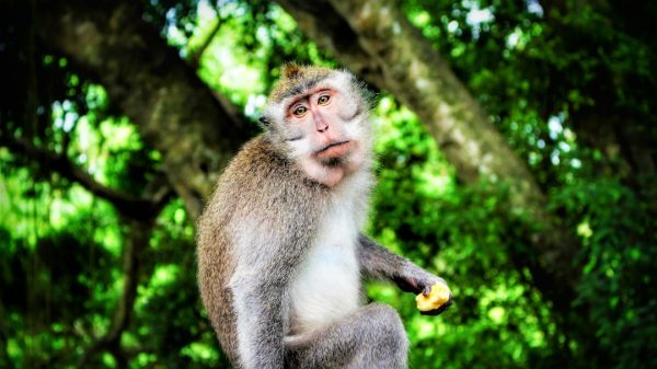 CED Clinic: Personalized Cannabis Medicine 195 Study in primates suggests chronic cannabis use may affect male reproductive health