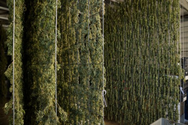 State-licensed medical marijuana is being reclassified at the federal level as a less … – Facebook