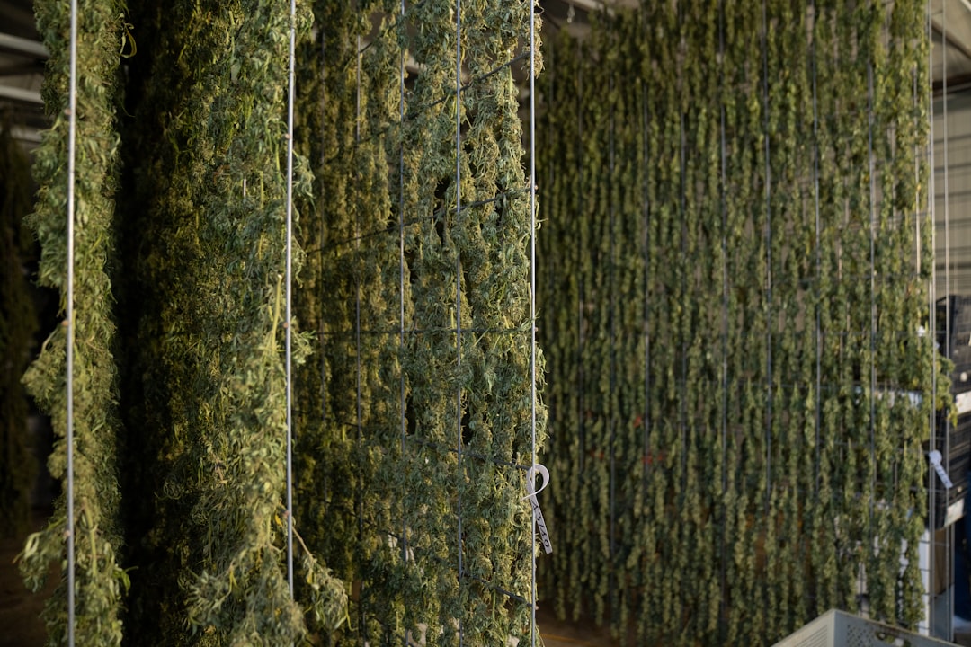 Editorial image for State-licensed medical marijuana is being reclassified at the federal level as a less ... - Facebook