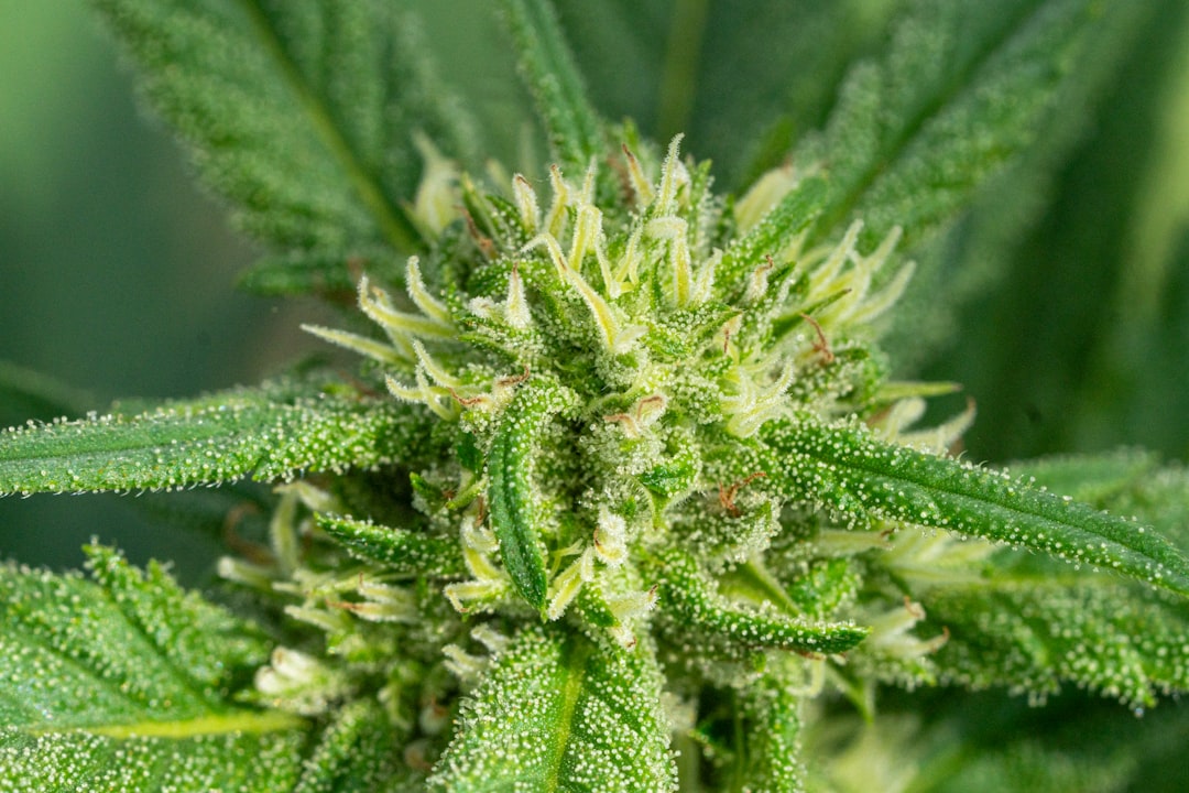 Editorial image for Study Finds Cannabis Seed Has Potential As Poultry Feed