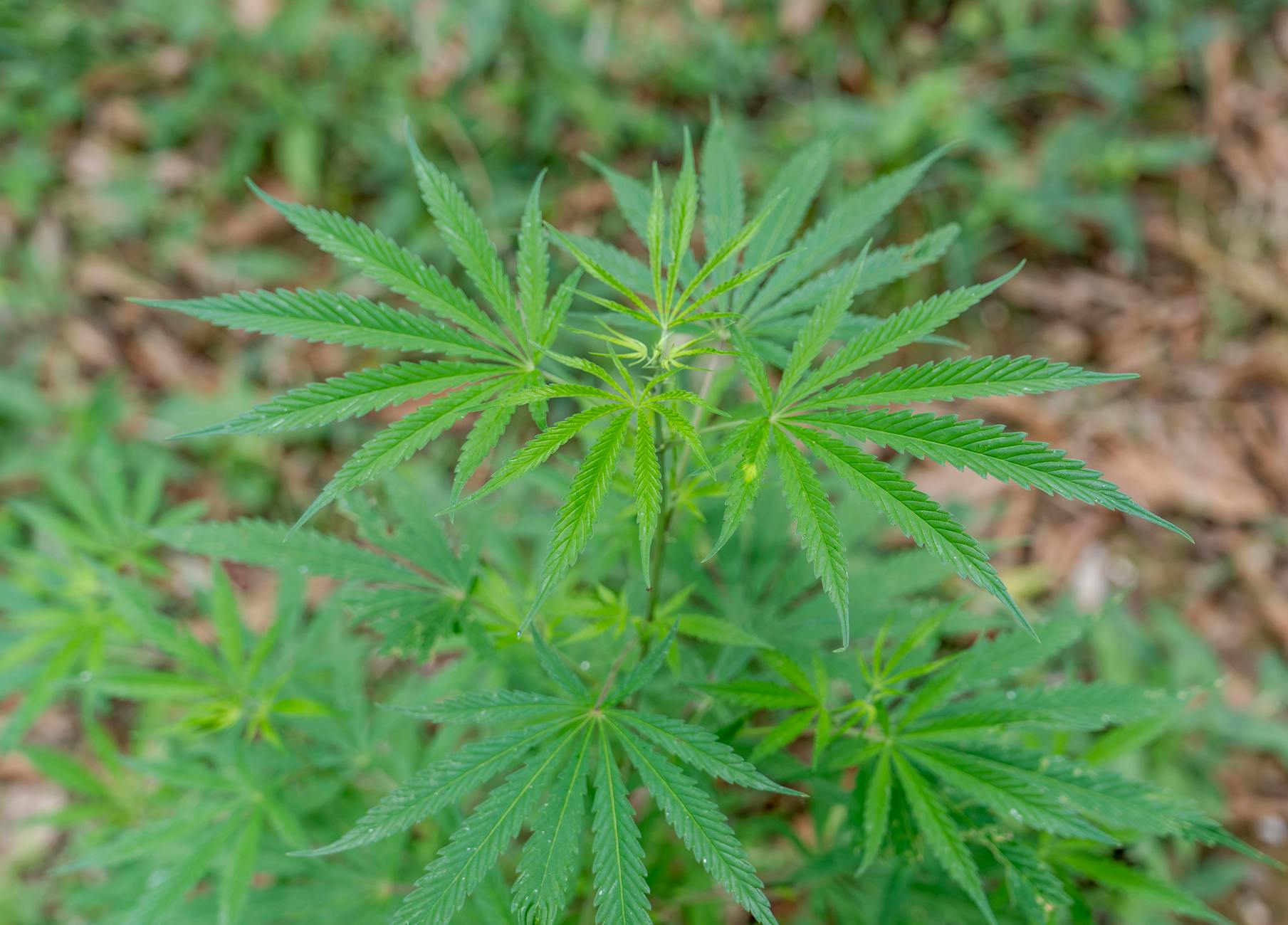 Editorial image for New species discovered in Cambodia's rare rocky ecosystems