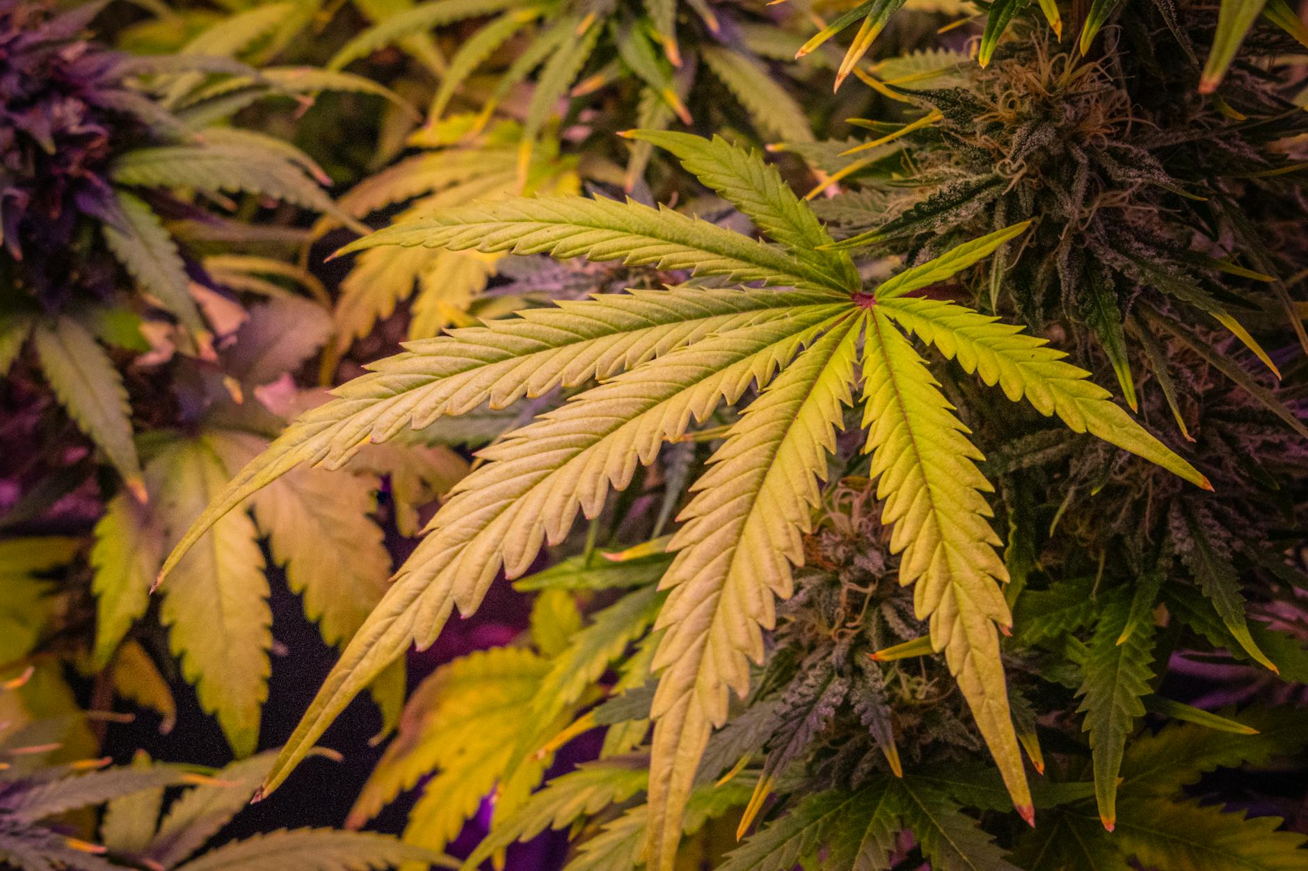 Editorial image for Study Finds Cannabinoids May Help Reverse Fatty Liver Disease