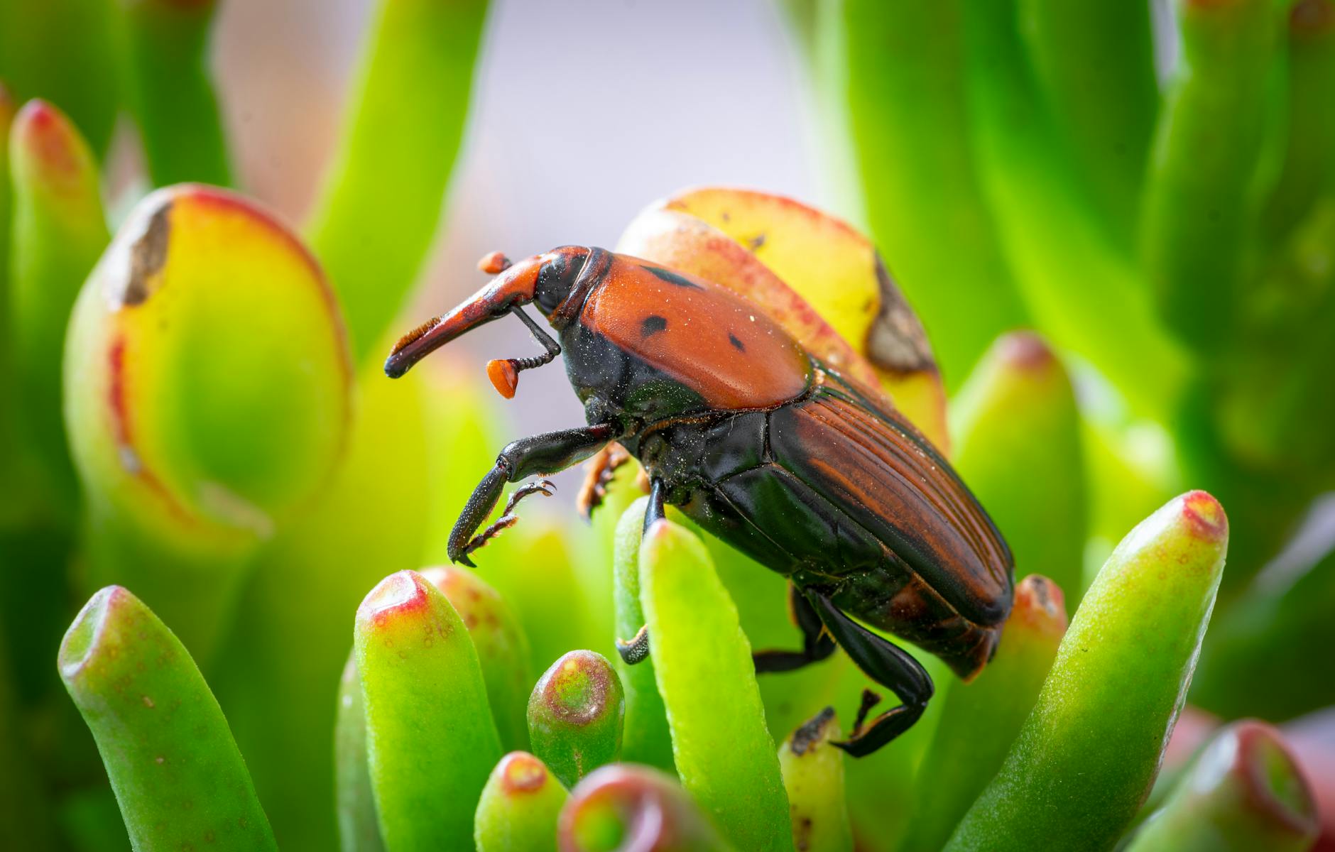 Editorial image for Government funding is the final hurdle to unleash the weevil to control pine weeds