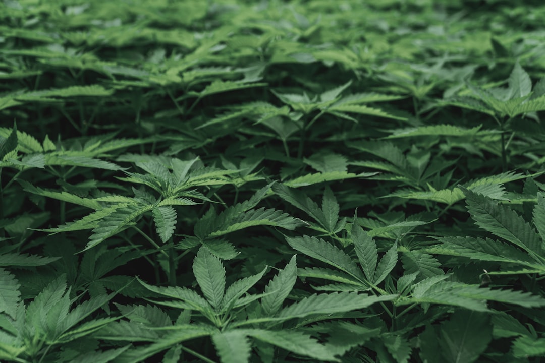 Cannabis Use and Depression: What 47,000 Adults Show