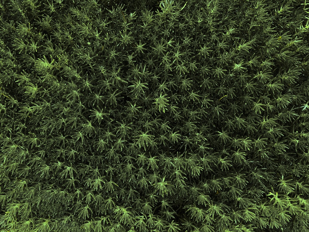 Cannabis Use Among Women With HIV: WIHS Cohort Data 2025